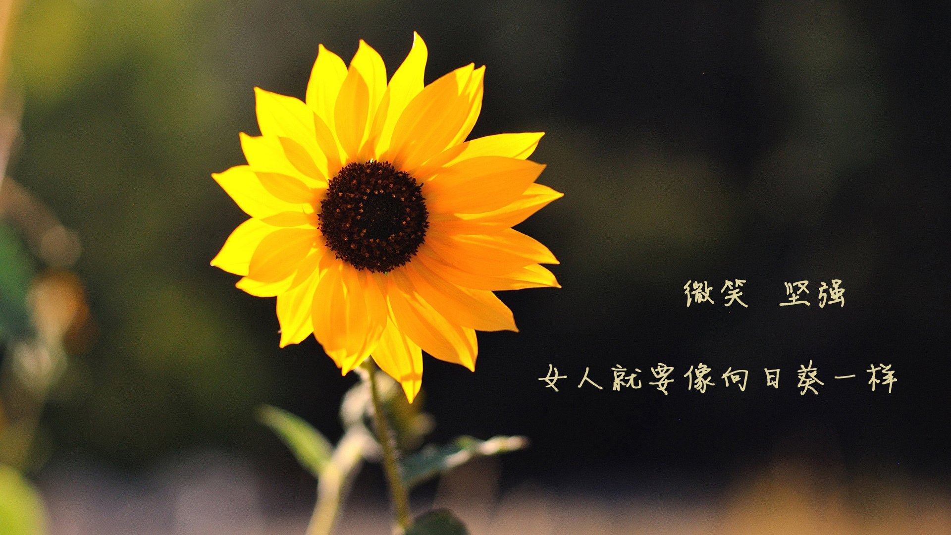 国外极限滑翔伞竞赛，空中飞翔的极限体验，国外滑翔伞哪里好玩